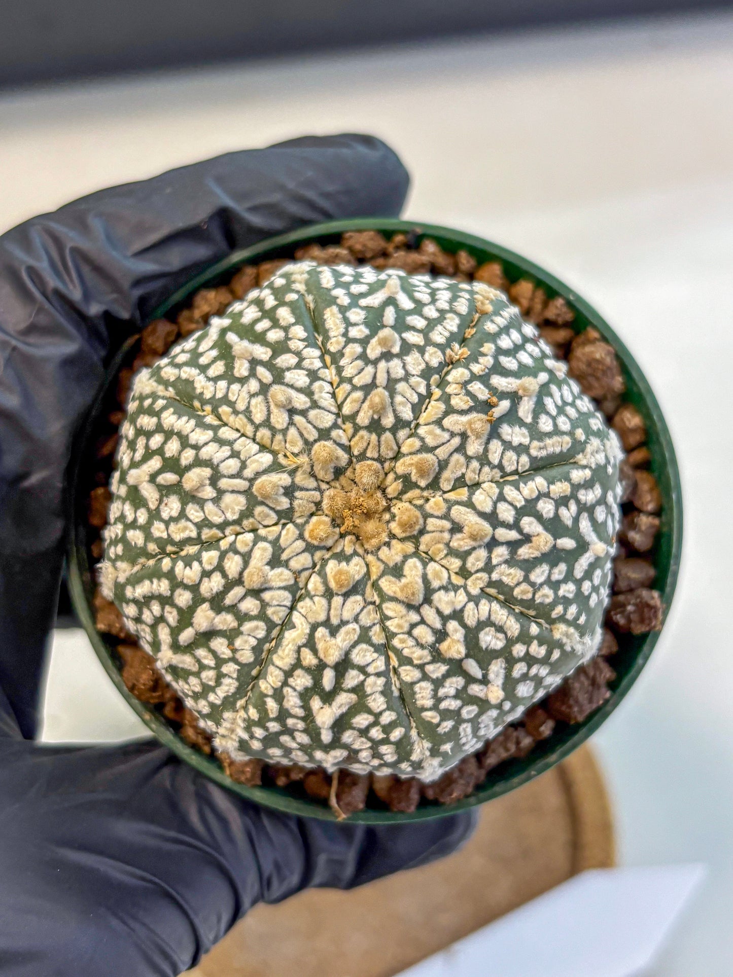 Astrophytum V Type (at4) (04) | Star Cactus