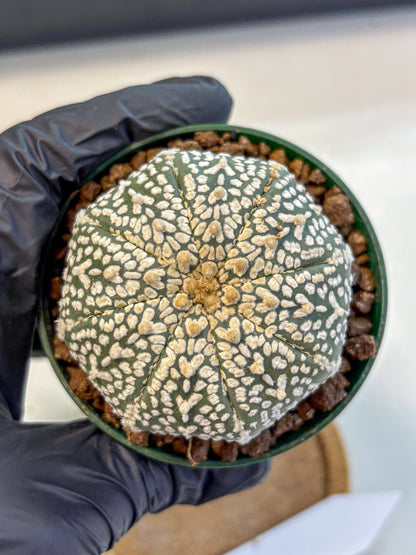 Astrophytum V Type (at4) (04) | Star Cactus