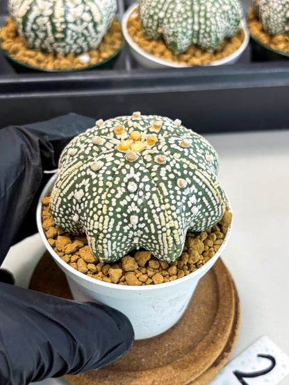 Astrophytum Star Shape (at2) (y2) | Rare Cactus