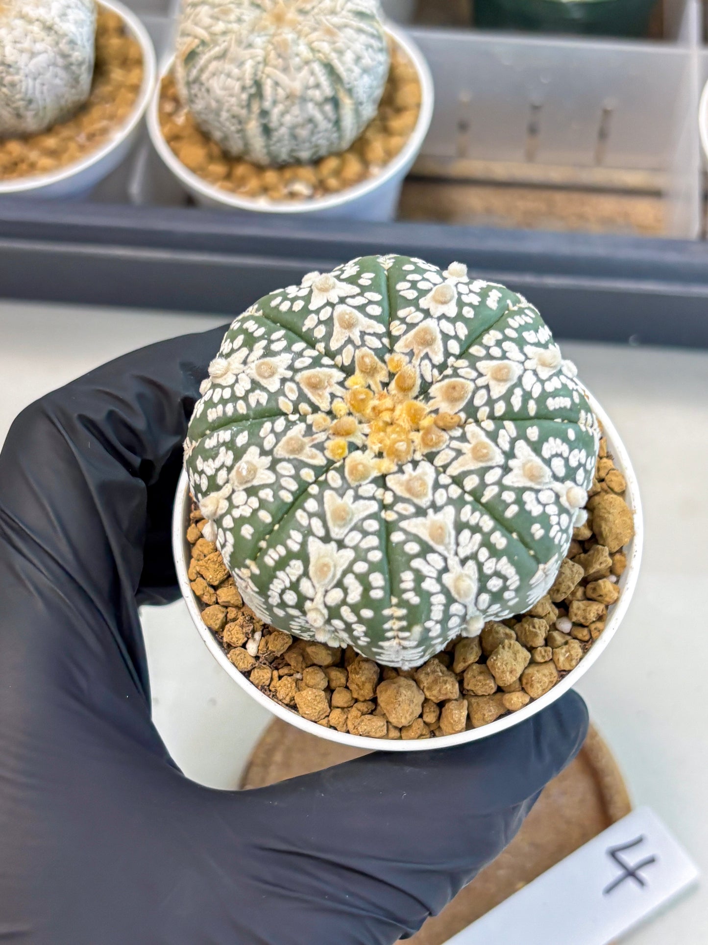 Astrophytum V-Type (at5) (b4) | Star Cactus