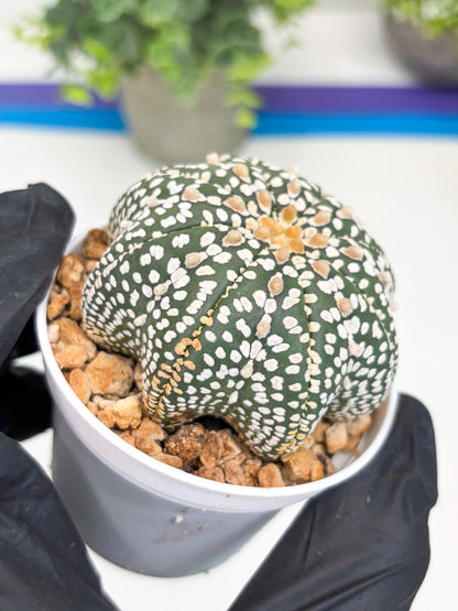 Astrophytum Star Shape (t3) (b6) | 3" Pot