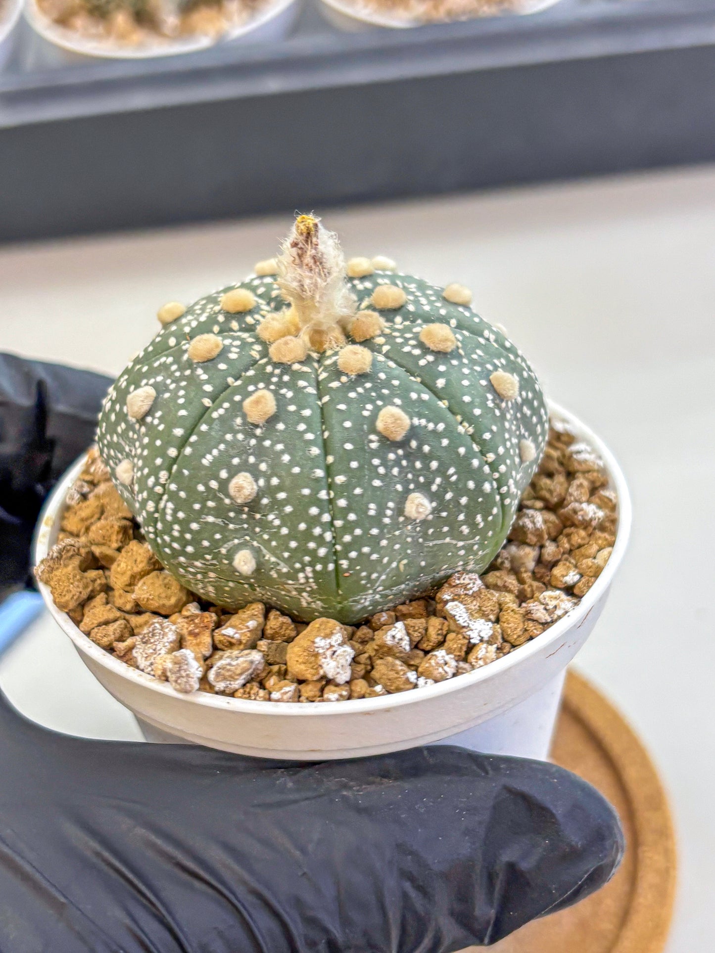 Astrophytum Super Kabuto (at1) (04) | Collection Plant | Rare Cactus
