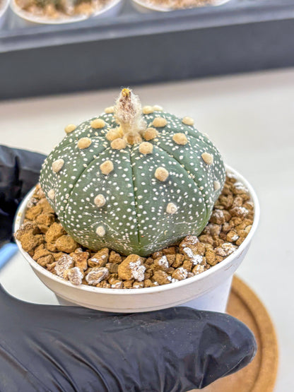 Astrophytum Super Kabuto (at1) (04) | Collection Plant | Rare Cactus