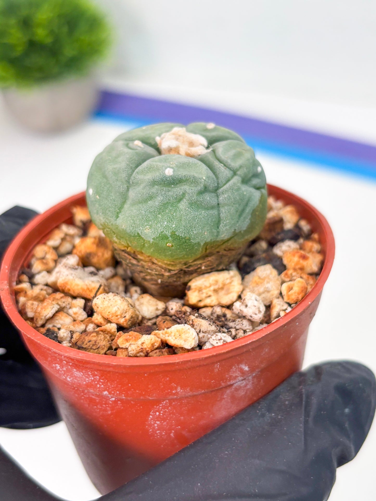 Spineless Cactus (Lo2) (r3) | For Advanced Growers