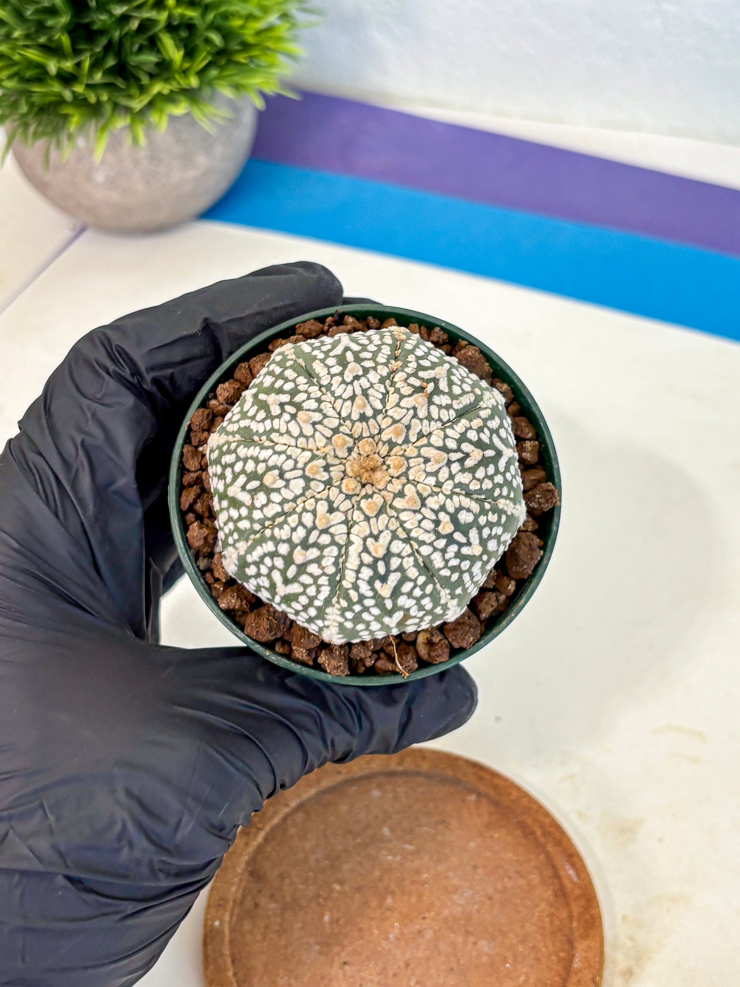 Astrophytum V Type (at4) (04) | Star Cactus