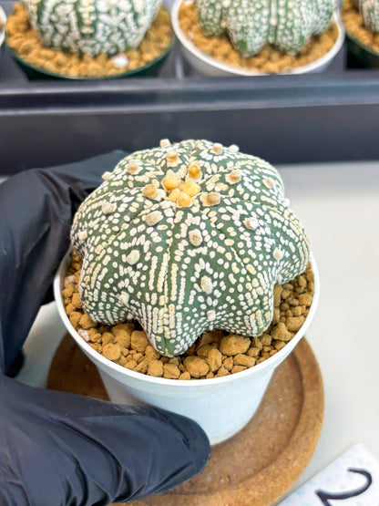 Astrophytum Star Shape (at2) (y2) | Rare Cactus