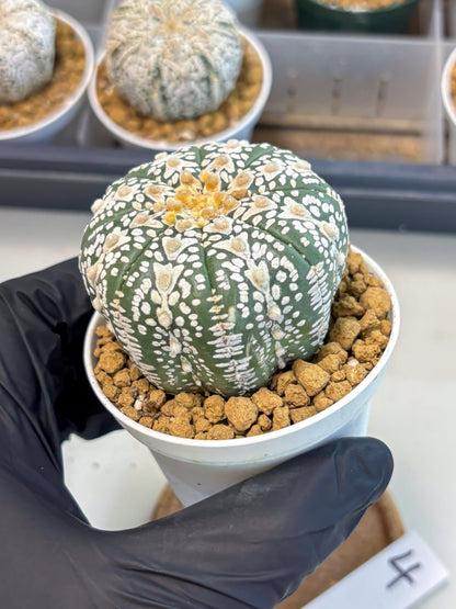 Astrophytum V-Type (at5) (b4) | Star Cactus