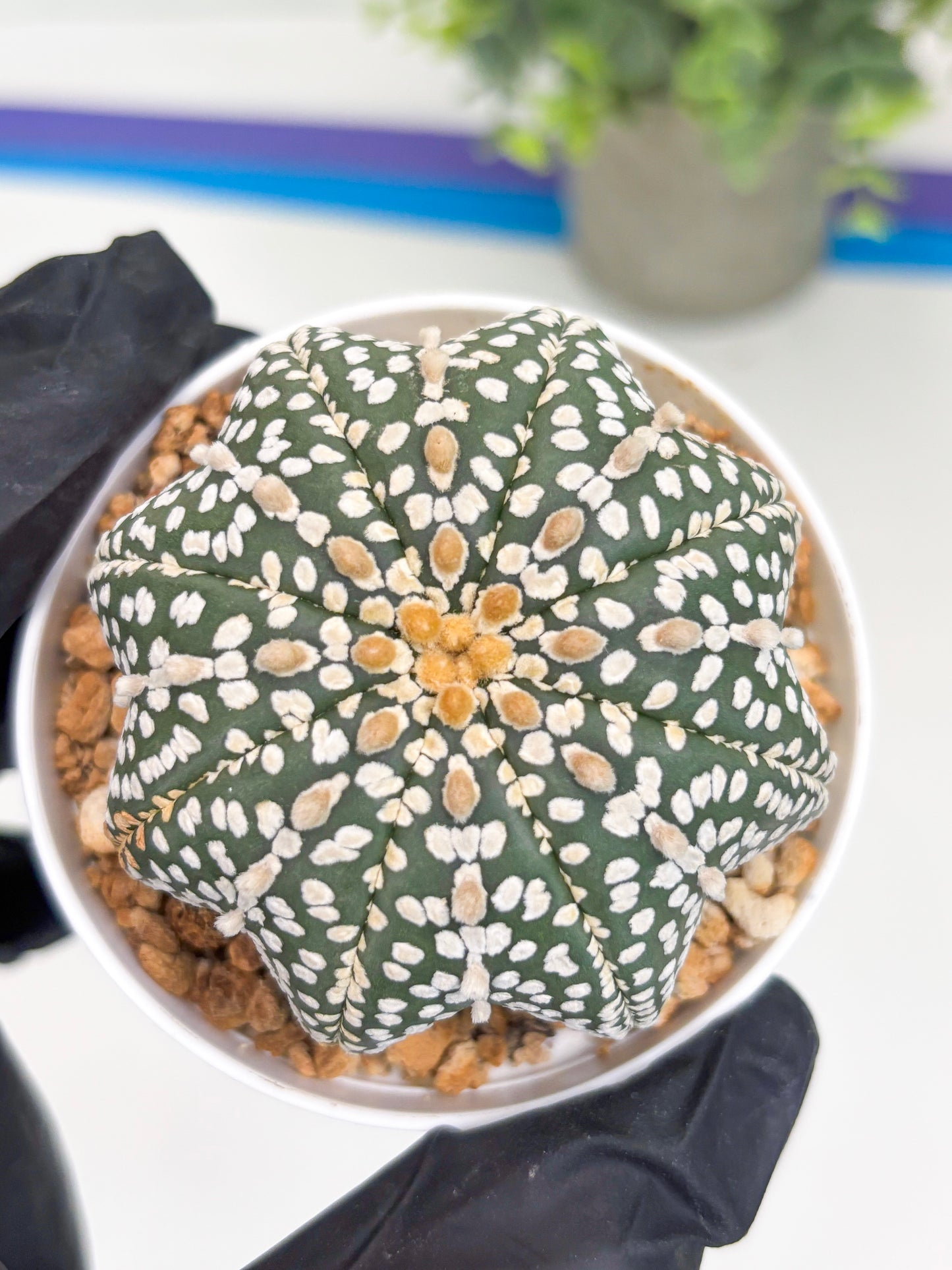 Astrophytum Star Shape (t3) (b6) | 3" Pot