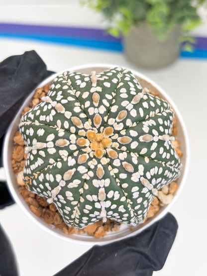 Astrophytum Star Shape (t3) (b6) | 3" Pot