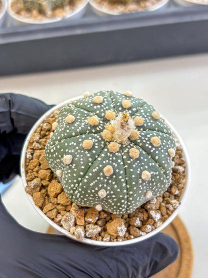 Astrophytum Super Kabuto (at1) (04) | Collection Plant | Rare Cactus