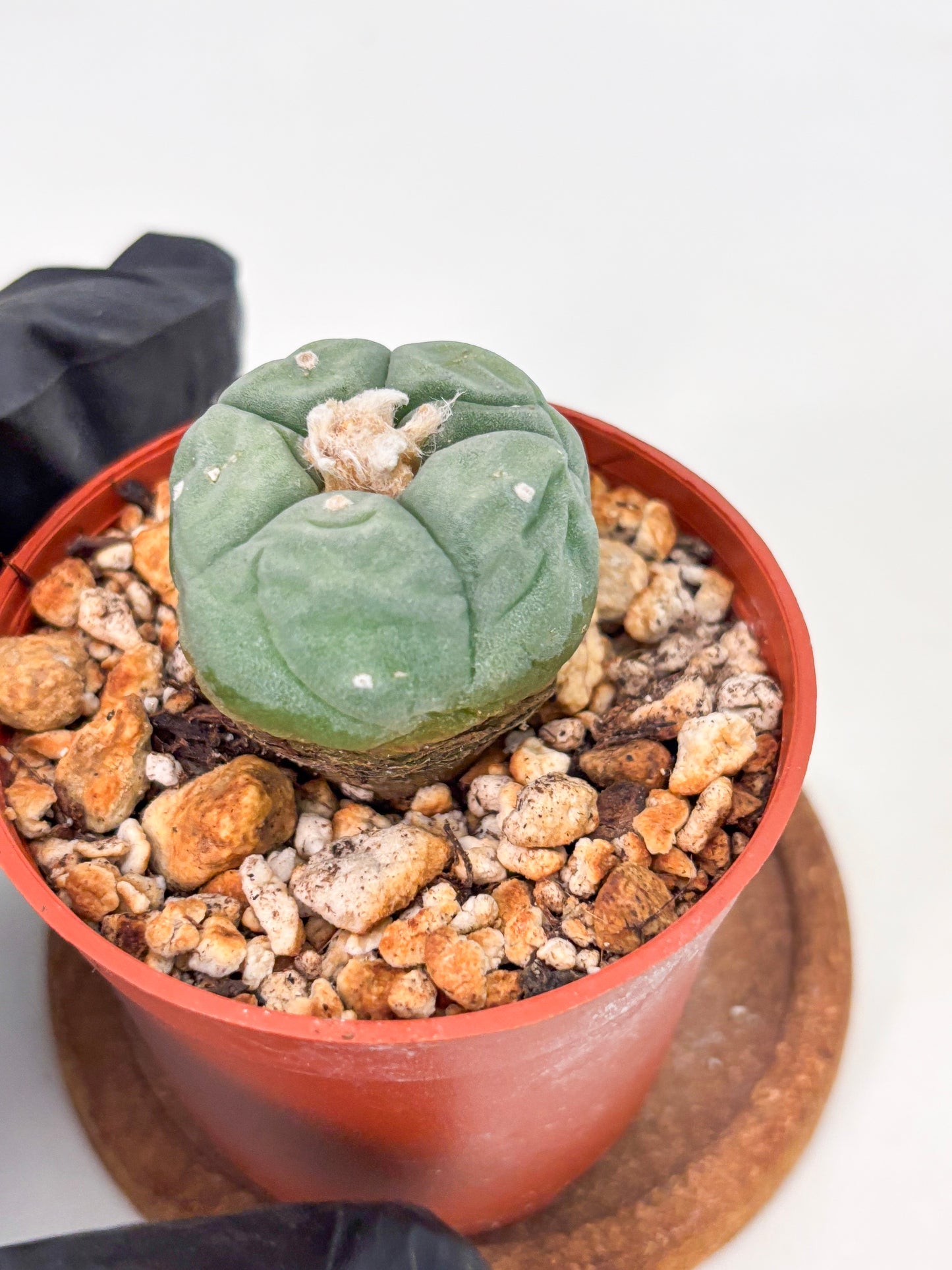 Spineless Cactus (Lo2) (r3) | For Advanced Growers