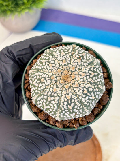 Astrophytum V Type (at4) (04) | Star Cactus