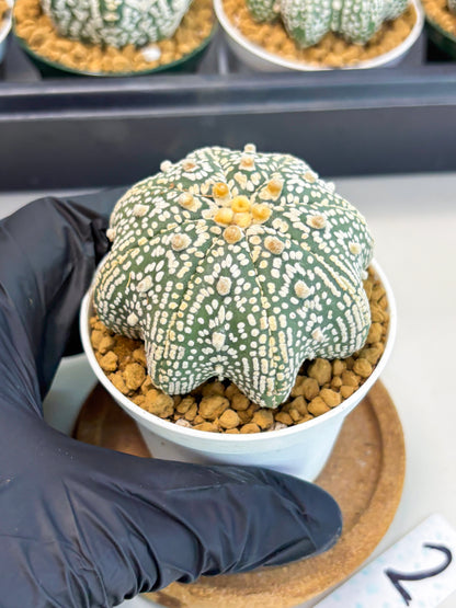 Astrophytum Star Shape (at2) (y2) | Rare Cactus