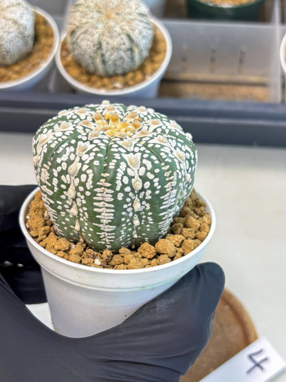 Astrophytum V-Type (at5) (b4) | Star Cactus