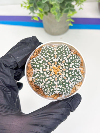 Astrophytum Star Shape (t3) (b6) | 3" Pot