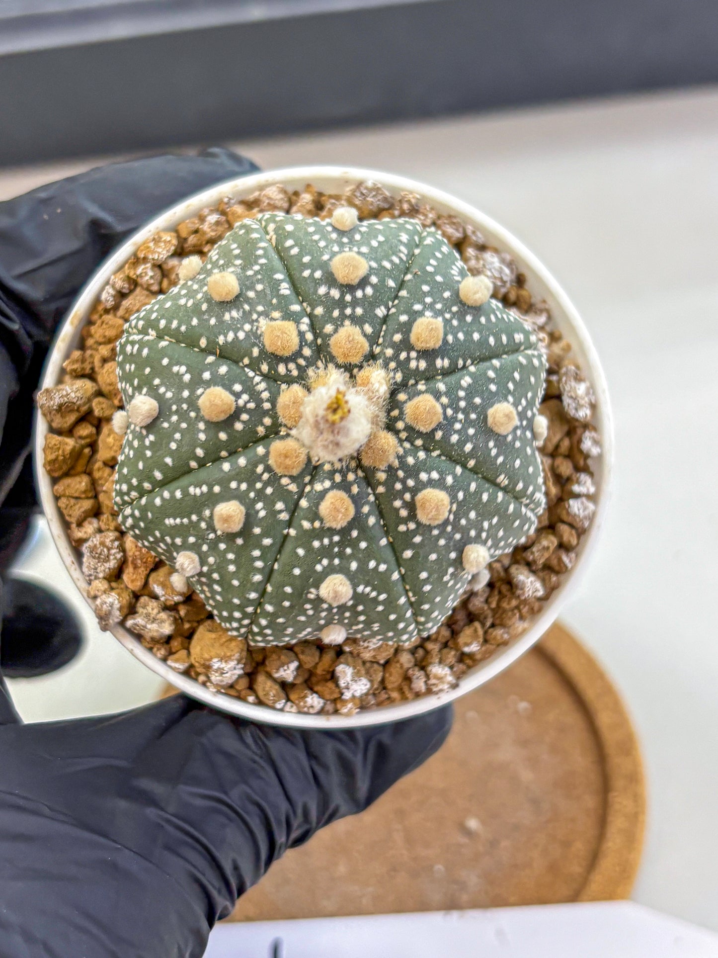 Astrophytum Super Kabuto (at1) (04) | Collection Plant | Rare Cactus