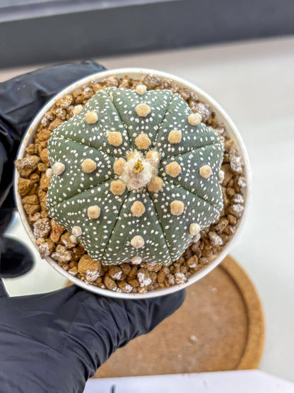 Astrophytum Super Kabuto (at1) (04) | Collection Plant | Rare Cactus