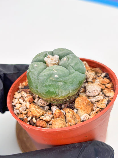 Spineless Cactus (Lo2) (r3) | For Advanced Growers