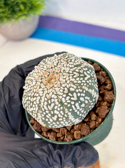 Astrophytum V Type (at4) (04) | Star Cactus