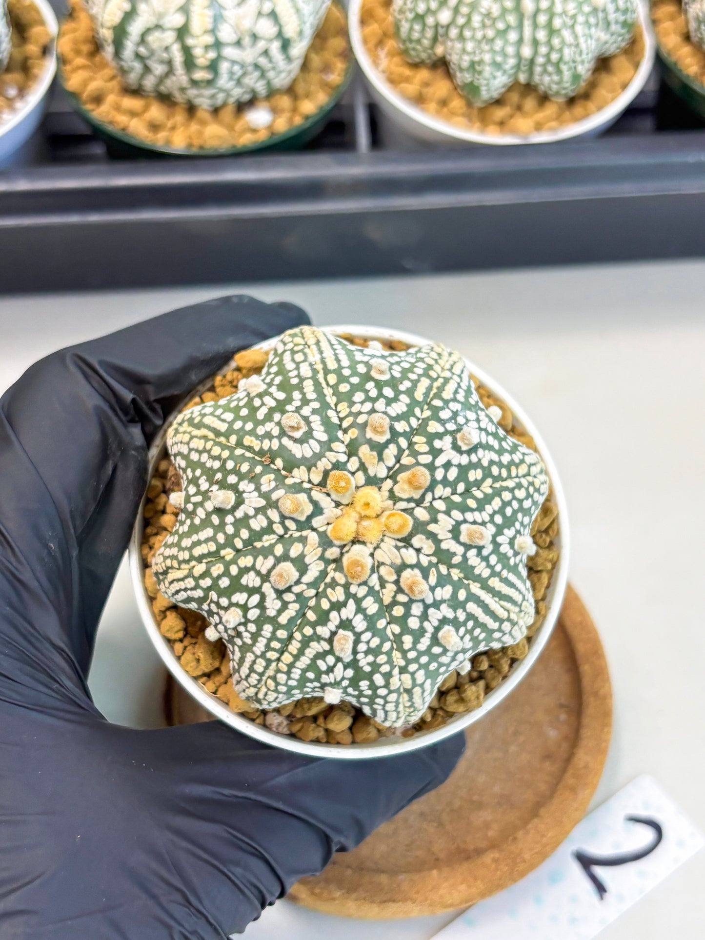 Astrophytum Star Shape (at2) (y2) | Rare Cactus