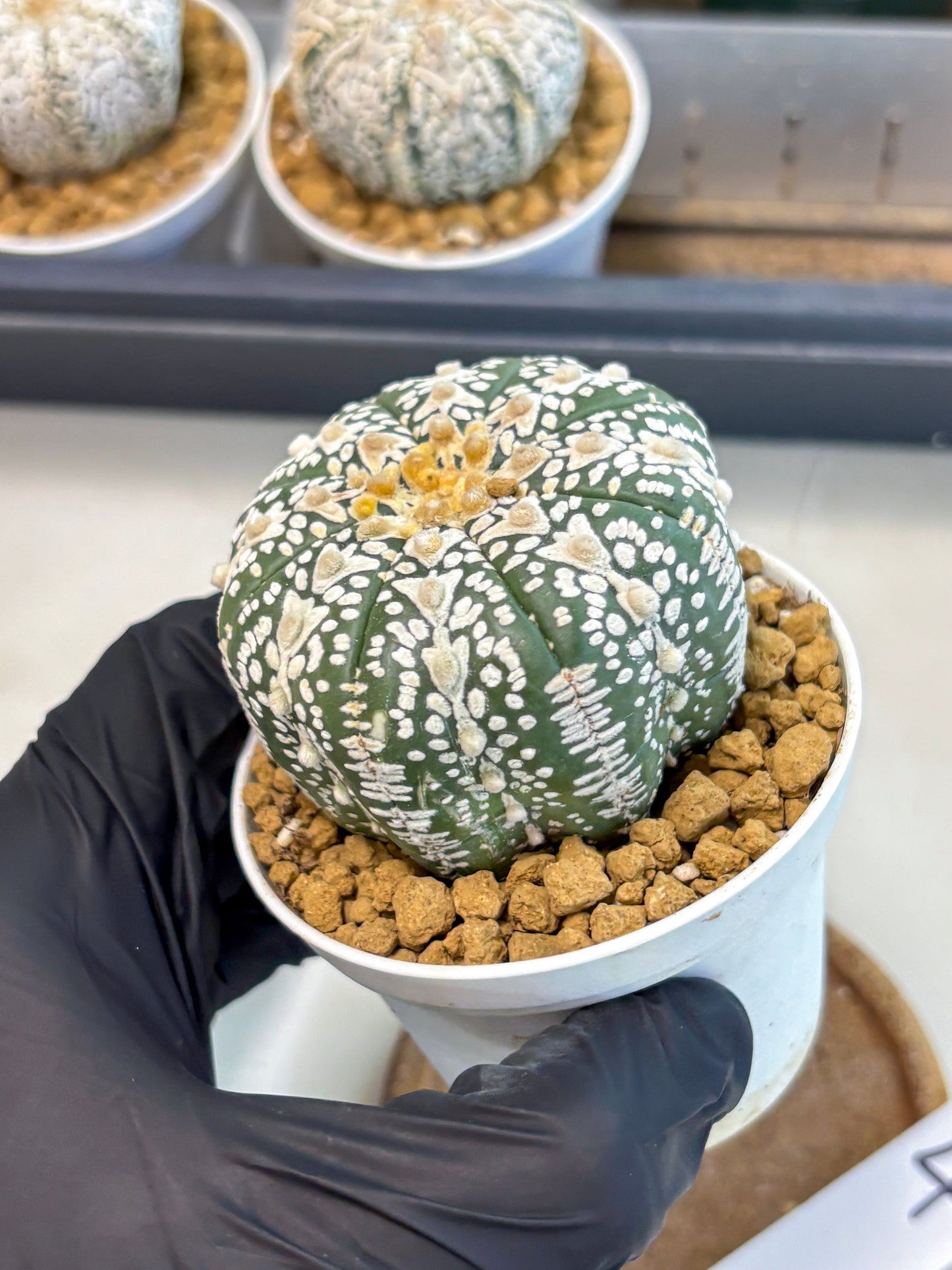 Astrophytum V-Type (at5) (b4) | Star Cactus