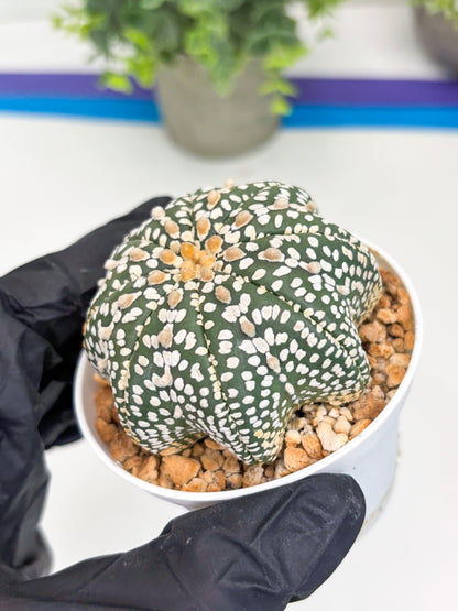 Astrophytum Star Shape (t3) (b6) | 3" Pot
