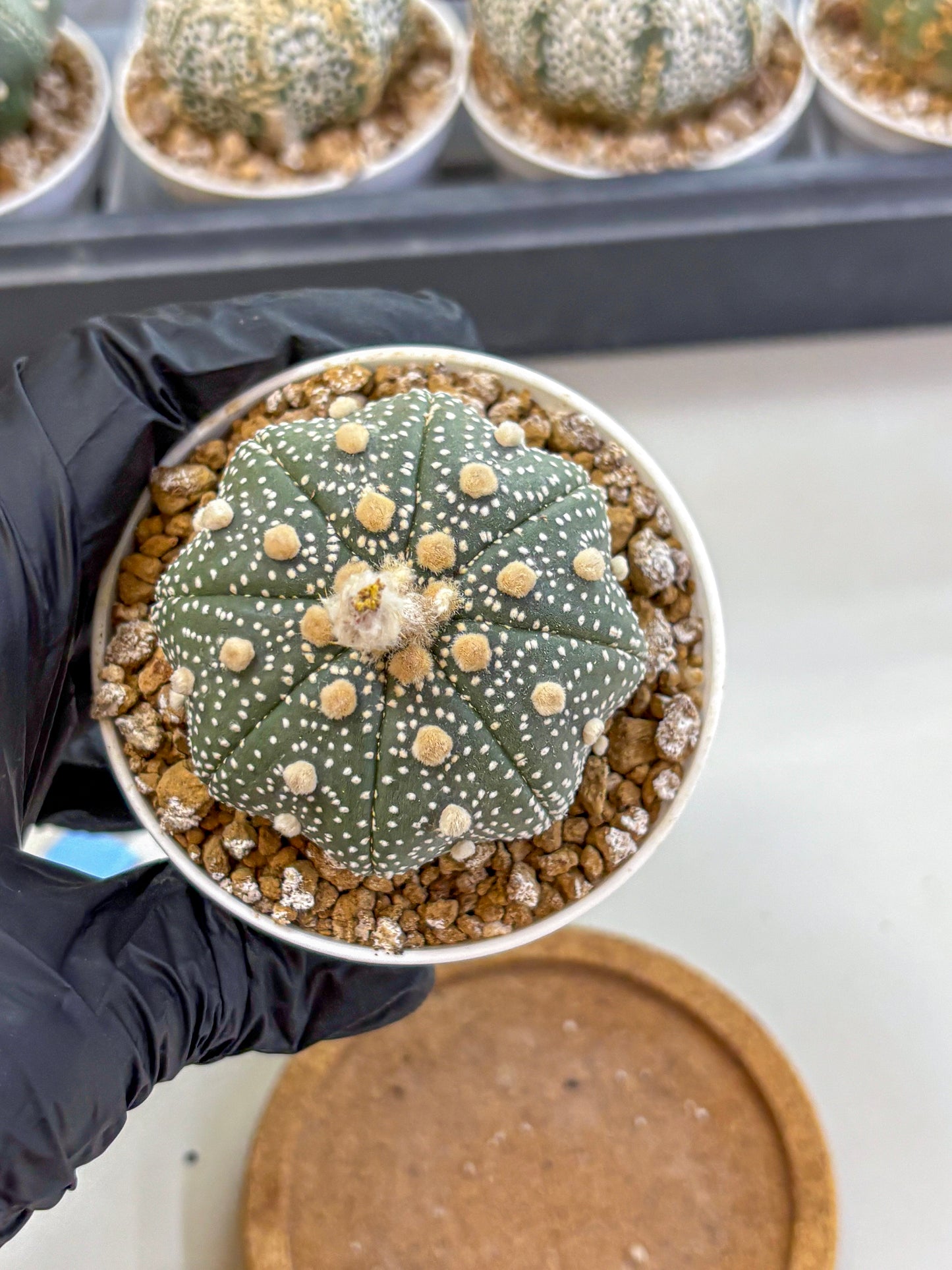 Astrophytum Super Kabuto (at1) (04) | Collection Plant | Rare Cactus