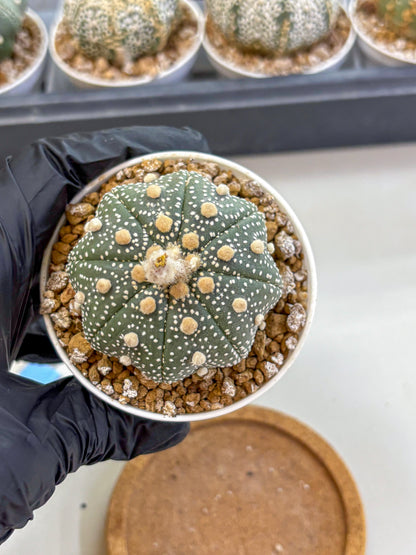 Astrophytum Super Kabuto (at1) (04) | Collection Plant | Rare Cactus
