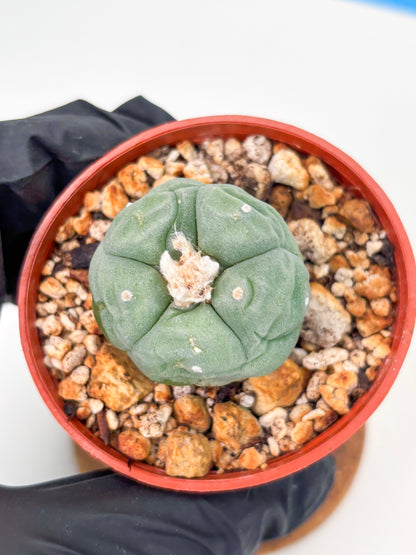 Spineless Cactus (Lo2) (r3) | For Advanced Growers