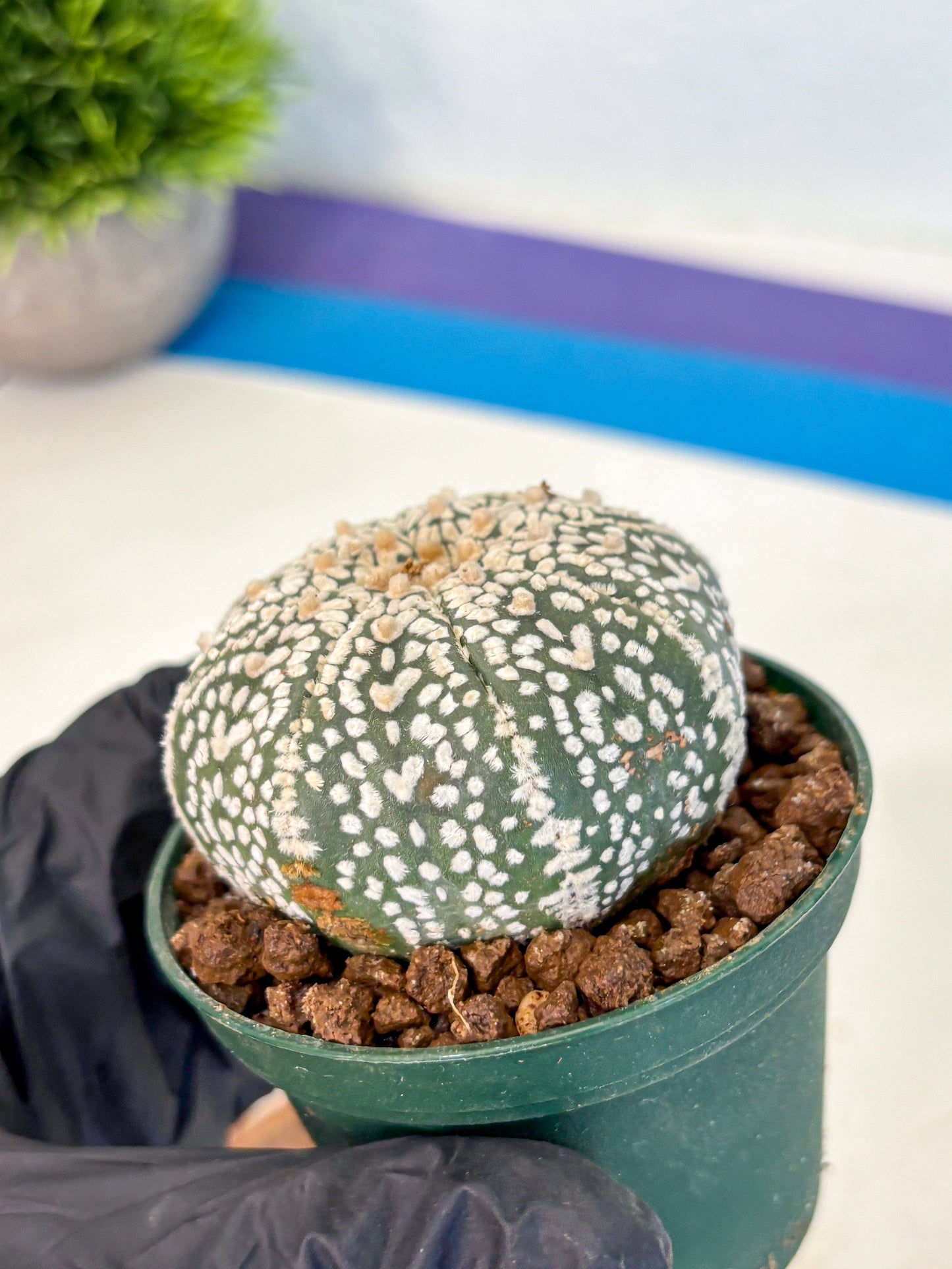 Astrophytum V Type (at4) (04) | Star Cactus