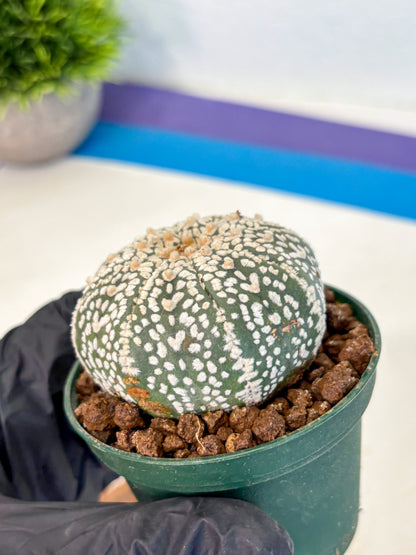 Astrophytum V Type (at4) (04) | Star Cactus