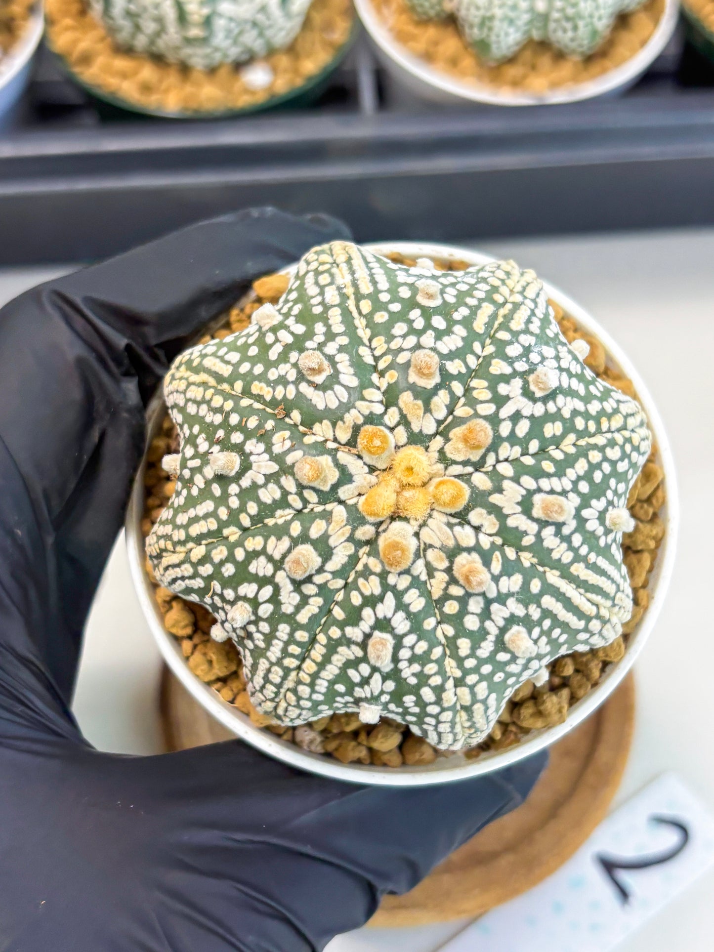 Astrophytum Star Shape (at2) (y2) | Rare Cactus