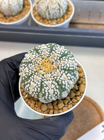 Astrophytum V-Type (at5) (b4) | Star Cactus