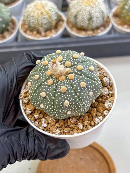 Astrophytum Super Kabuto (at1) (04) | Collection Plant | Rare Cactus