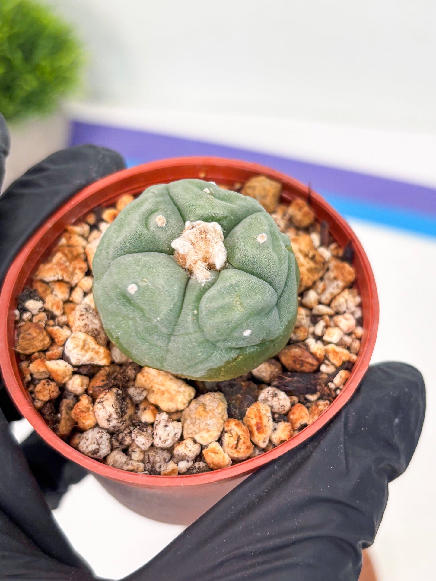 Spineless Cactus (Lo2) (r3) | For Advanced Growers