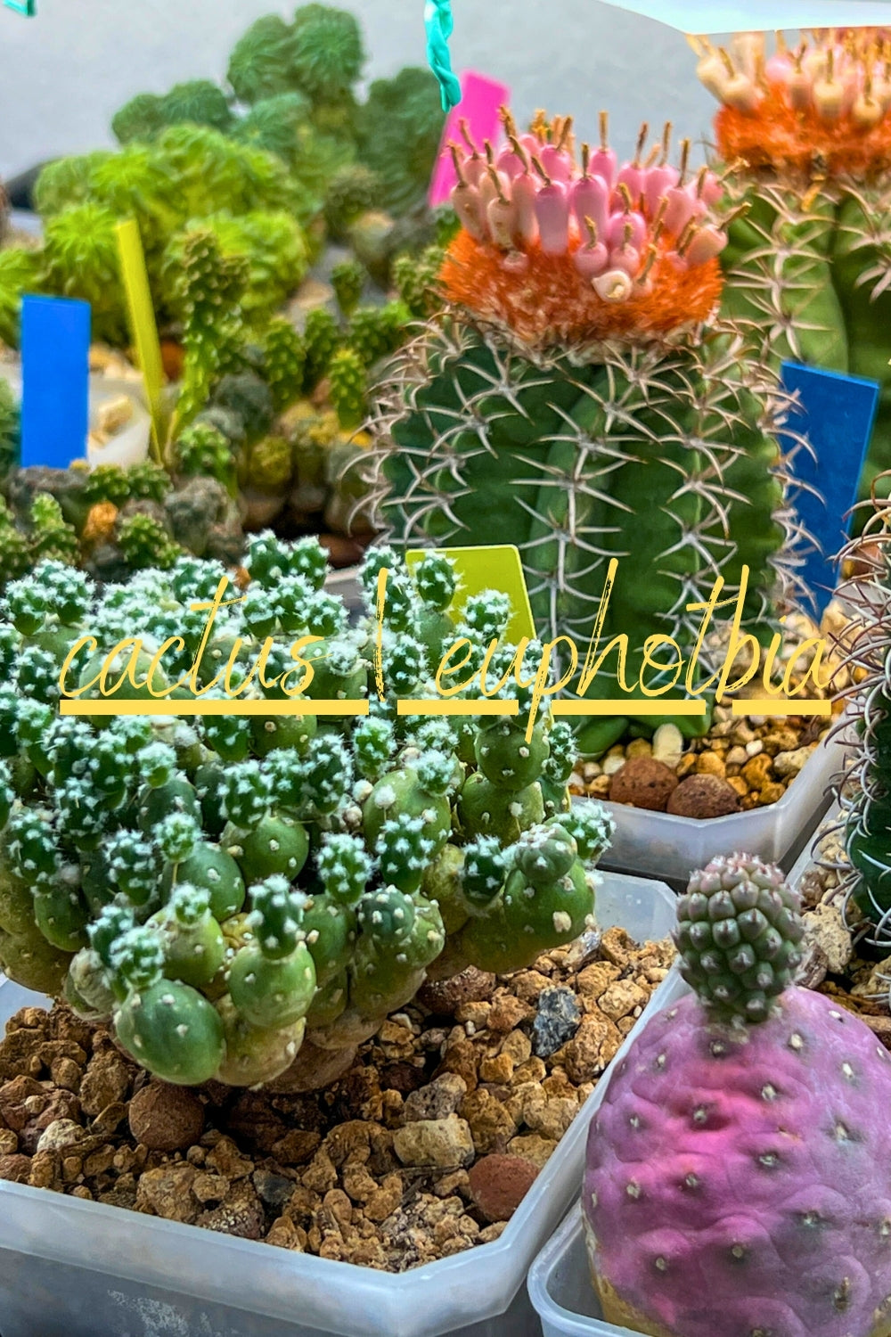 棘.PLANTS P. willinckii 'Yellow Moon Dwarf' spore grown