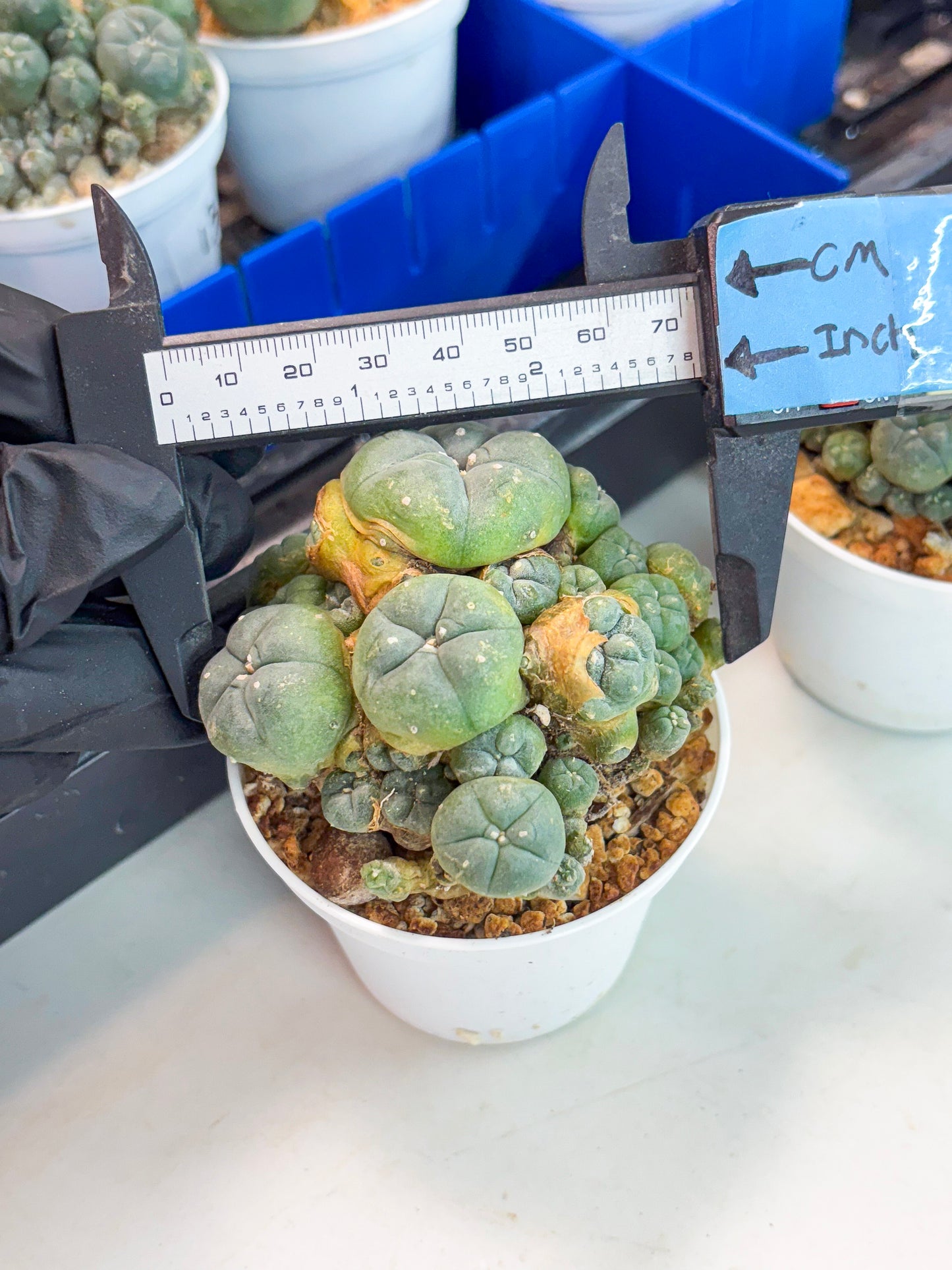 Spineless Cactus (Lo1) (p1) | For Advanced Growers