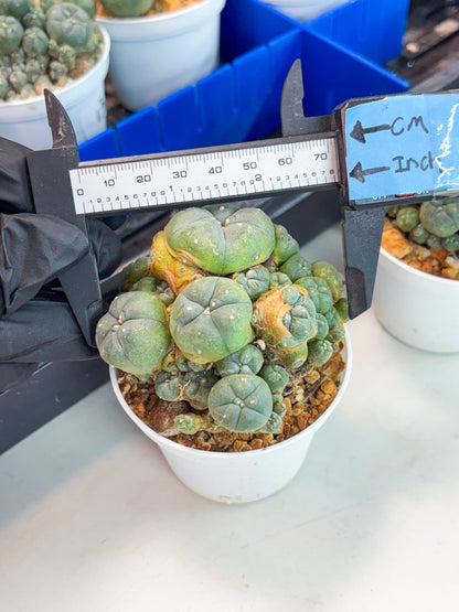 Spineless Cactus (Lo1) (p1) | For Advanced Growers