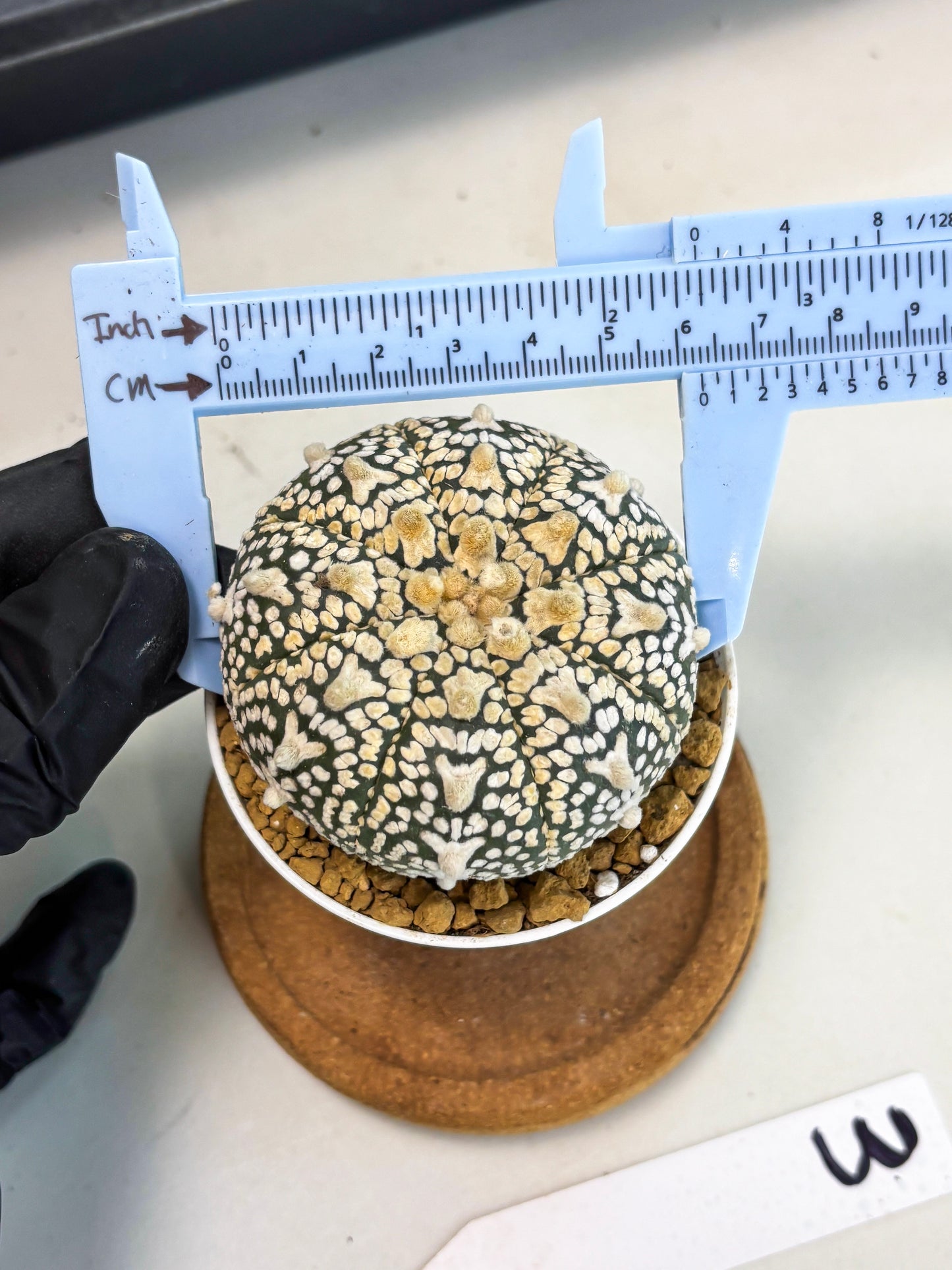 Astrophytum V-Type (at1) (p3) | Imported Cactus