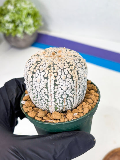 Astrophytum V-Type (at1) (p4) | Imported Cactus