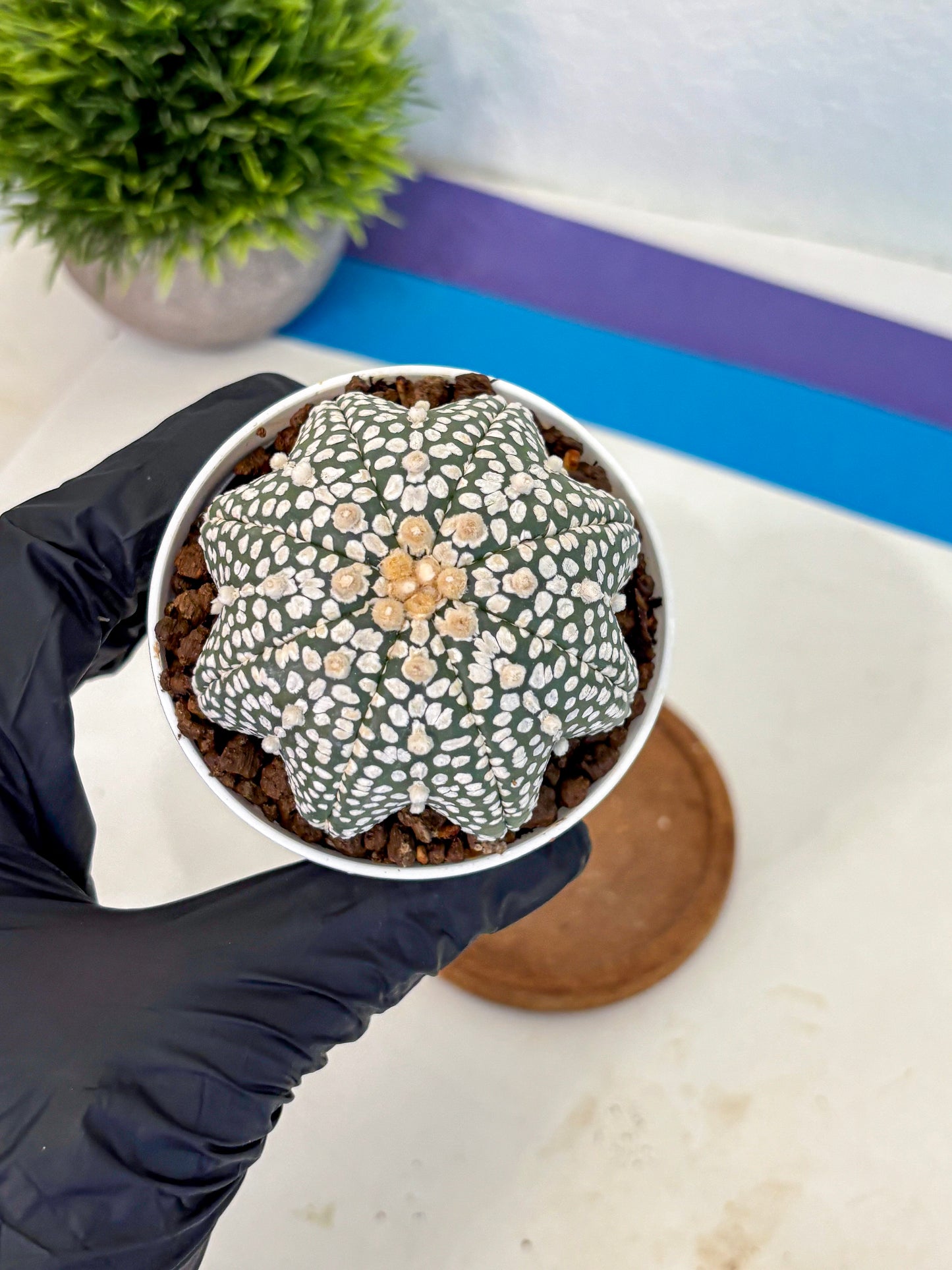 Astrophytum V Type (at5) (02) |  Sea urchin cactus