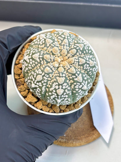 Astrophytum V-Type (at5) (p2) | Rare imported Plant