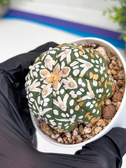 Astrophytum Super Kabuto V Type (T4) (b3) | Las Vegas Seller