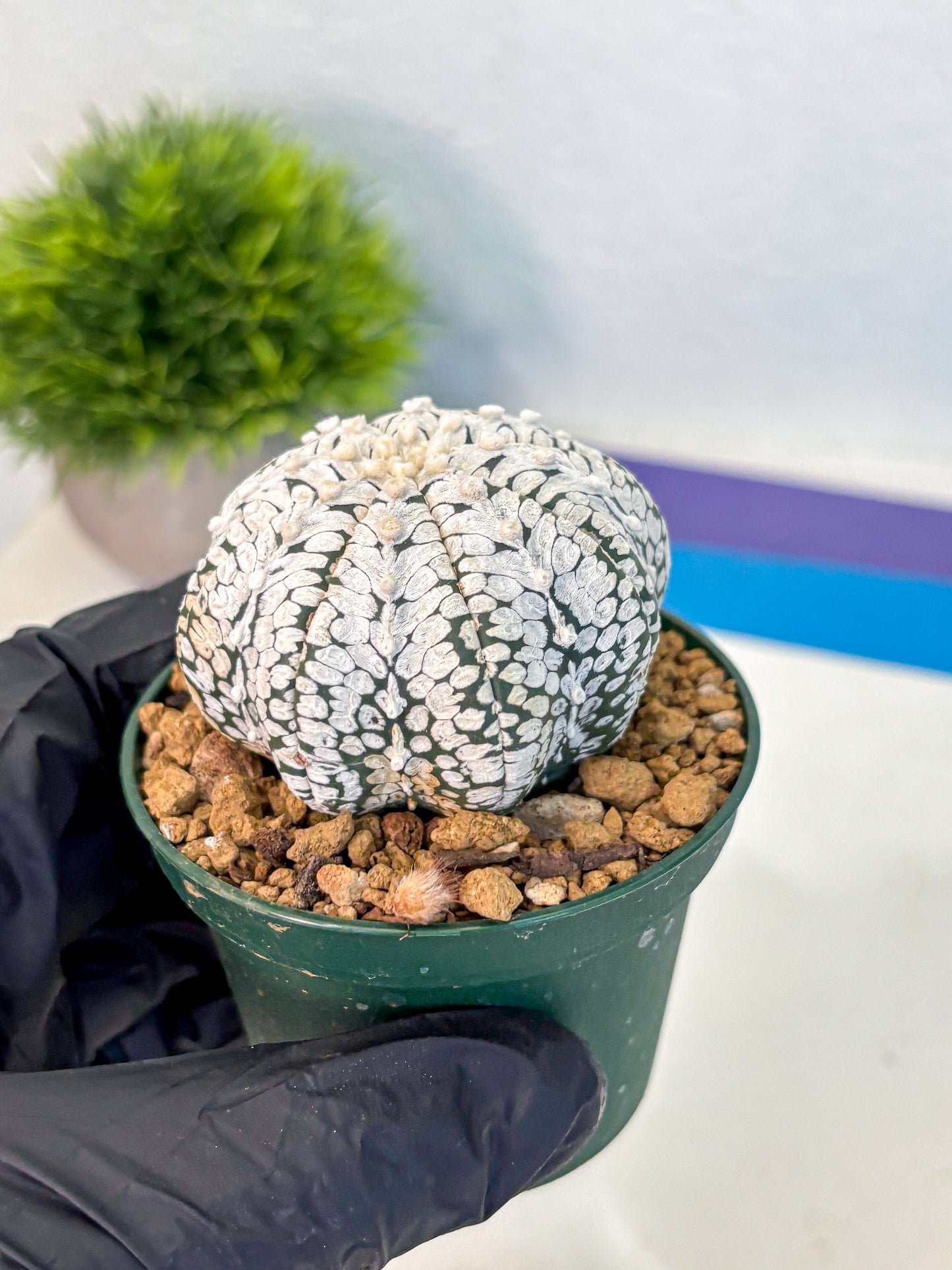 Astrophytum V Type (at2) (02) | Live Plant | Rare Collection