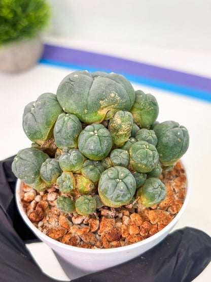 Spineless Cactus (Lo1) (p3) | For Advanced Growers