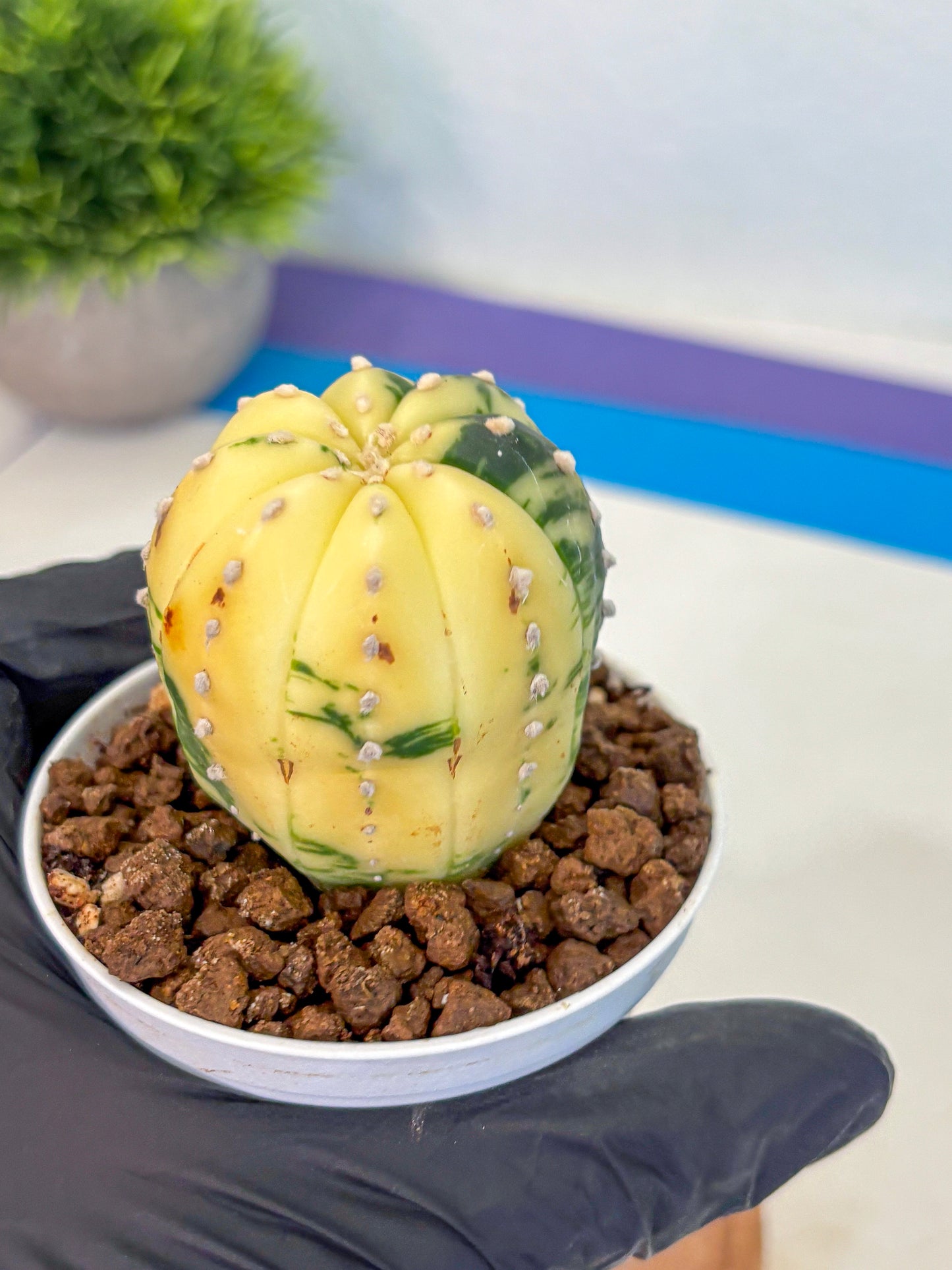Astrophytum Variegated (at9) (02) | Rare Plant | Live Cactus