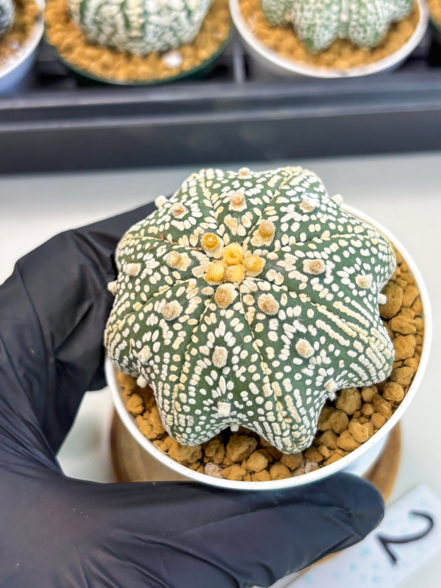Astrophytum Star Shape (at2) (y2) | Rare Cactus