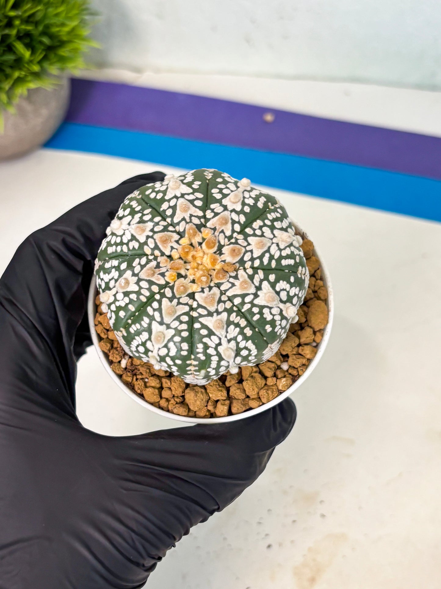 Astrophytum V-Type (at5) (b4) | Star Cactus
