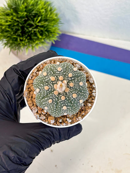 Astrophytum Super Kabuto (at1) (04) | Collection Plant | Rare Cactus