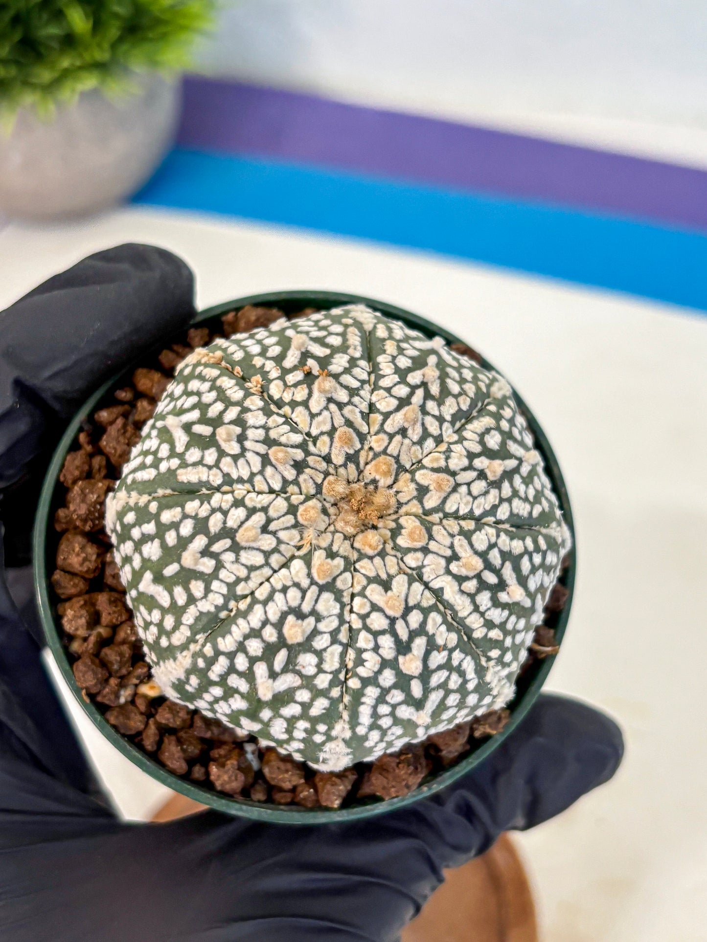 Astrophytum V Type (at4) (04) | Star Cactus